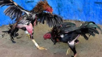 Sabung Ayam di Padenganploso Lamongan: Warga Merana, Aparat Tidak Bergerak